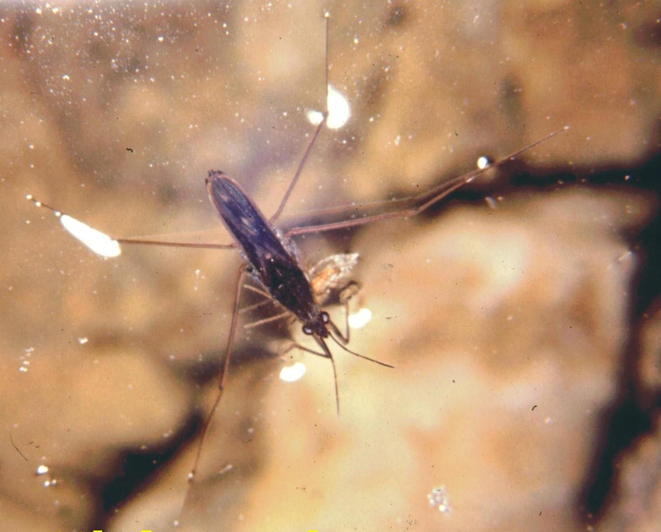 Gerridae